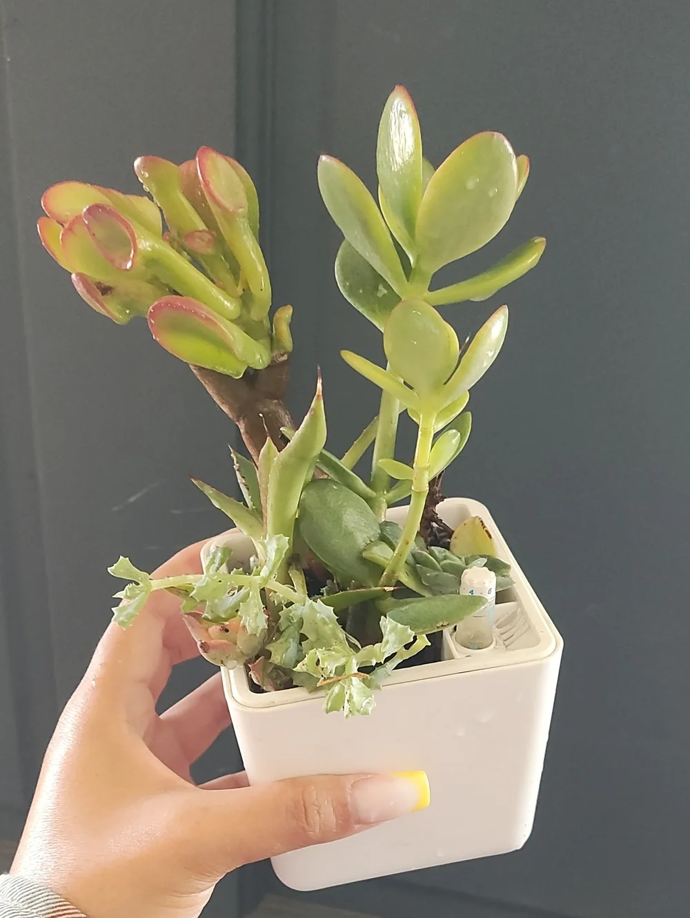 Succulent Variety With White Planter Pot